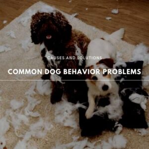 causes and tips for common dog behavior problems