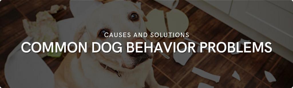 common dog behavior problems solutions