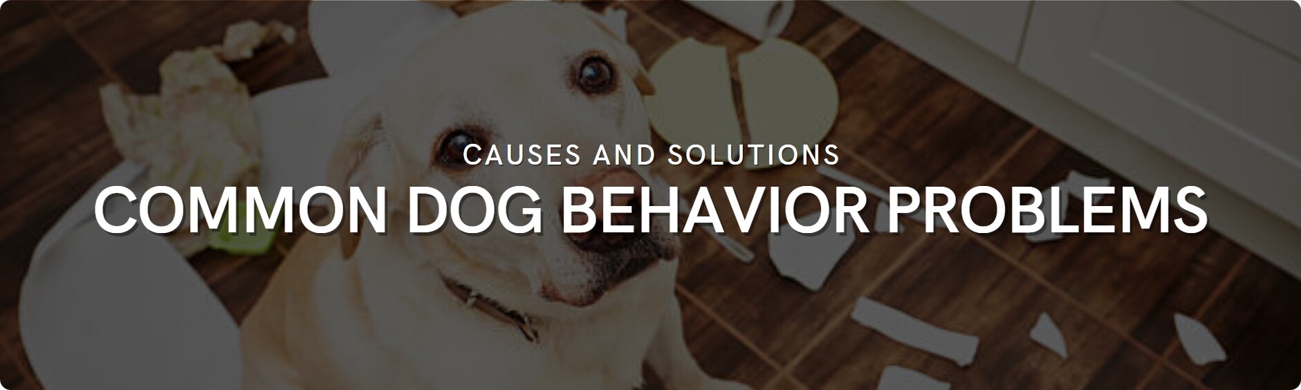 Common Dog Behavior Problems Tips and Solutions