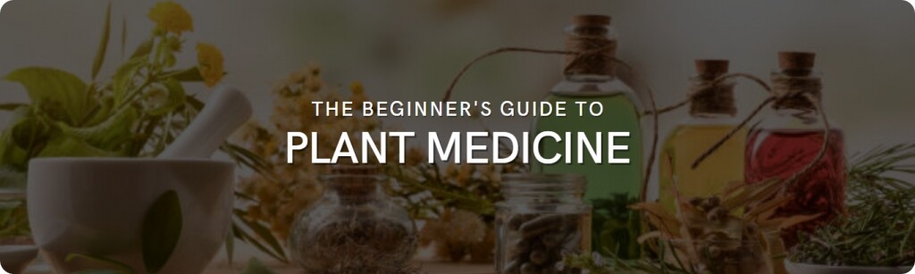 plant medicine basics