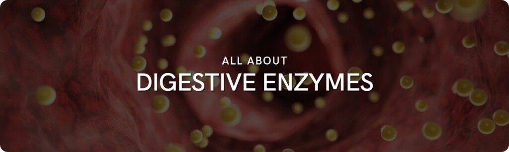 about digestive enzymes
