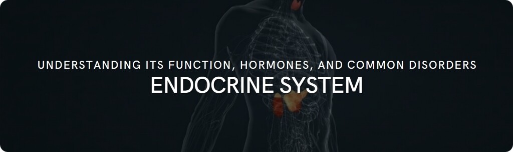about endocrine system