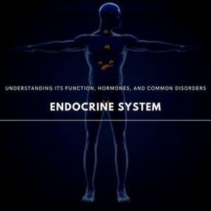 endocrine system 101